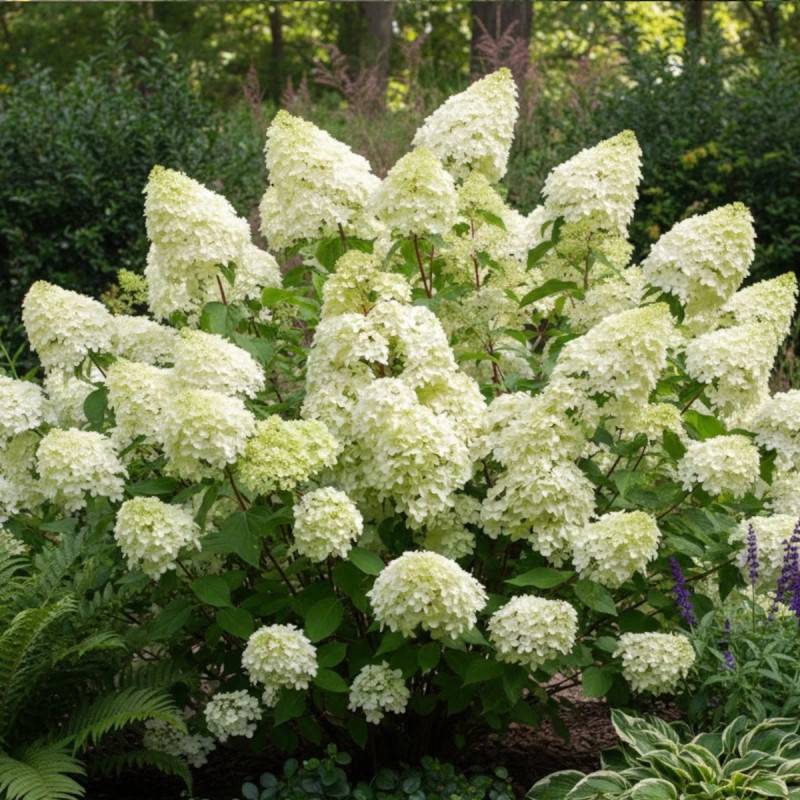 Hortensia paniculata Diamantino® 'Ren101', Hydrangea paniculata à fleurs Blanche - feuillage Caduc - Pot de 1,5L - 10/20 cm-  hauteur à maturité De 1, - Imagen 5