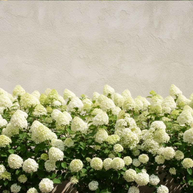 Hortensia paniculata Diamantino® 'Ren101', Hydrangea paniculata à fleurs Blanche - feuillage Caduc - Pot de 1,5L - 10/20 cm-  hauteur à maturité De 1, - Imagen 4