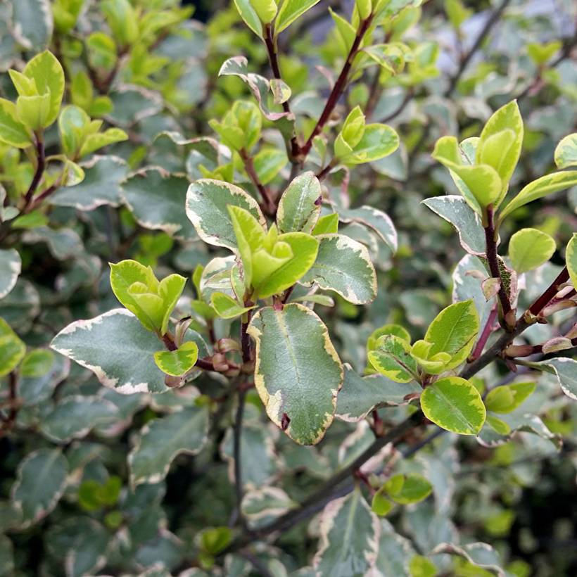 Pittosporum tenuifolium Victoria - Pittosporum à petites feuilles Pot de 4L/5L - Image 1