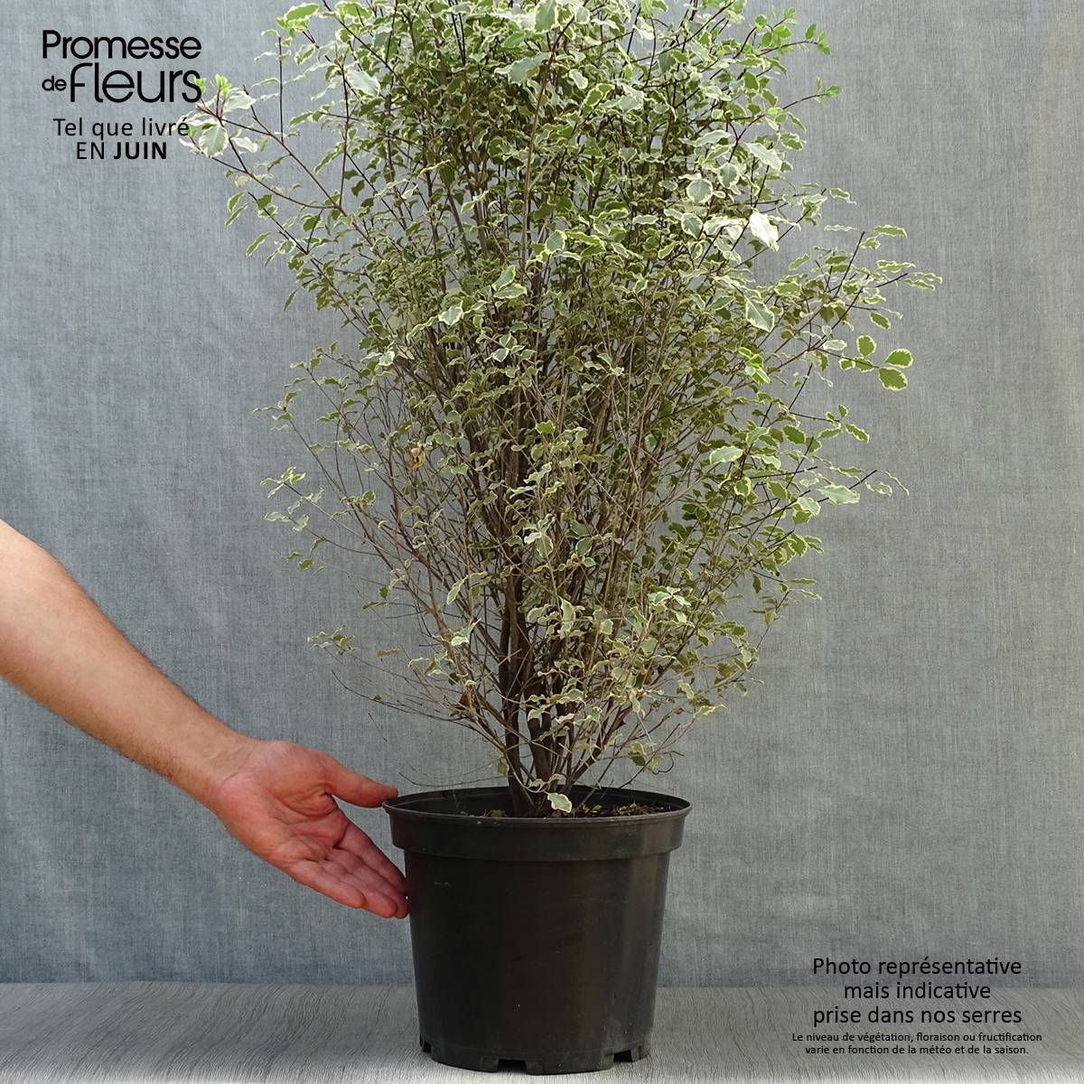 Pittosporum tenuifolium Victoria - Pittosporum à petites feuilles Pot de 4L/5L - Image 2