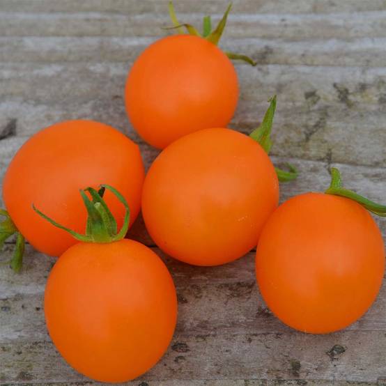 Tomate Orange Berry Bio - Ferme de Sainte Marthe le sachet de 50 graines environ