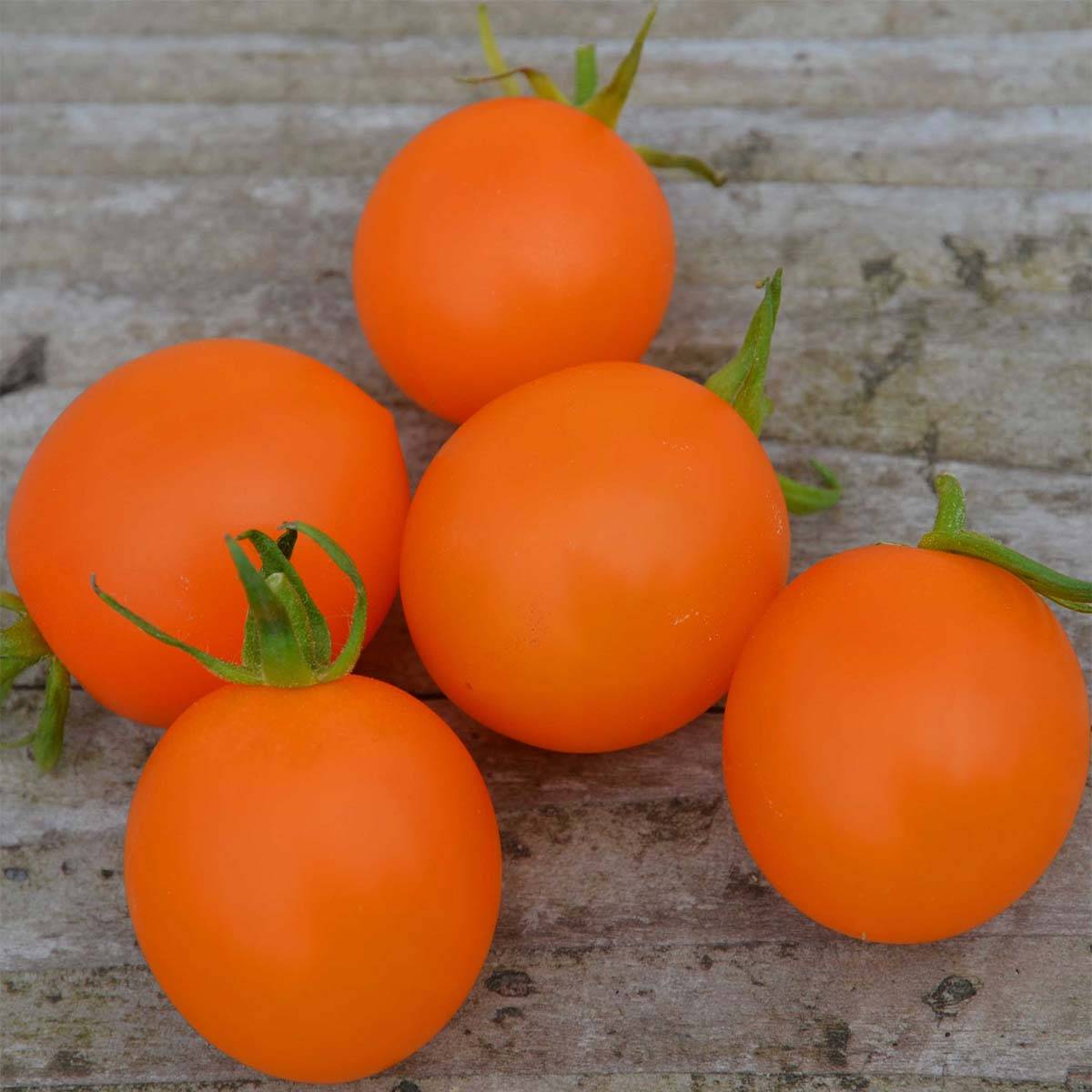 Tomate Orange Berry Bio - Ferme de Sainte Marthe le sachet de 50 graines environ