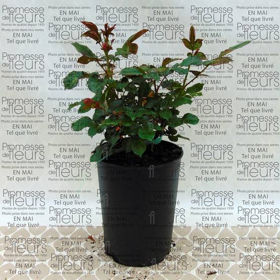 Rosier à fleurs groupées Marie Curie Pot de 2L/3L