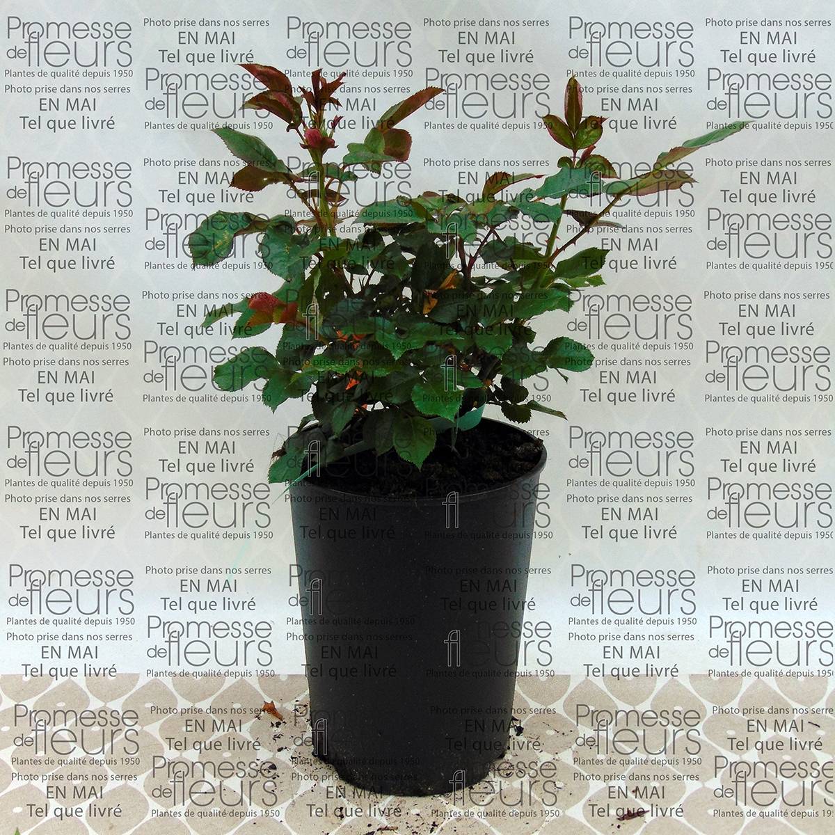 Rosier à fleurs groupées Marie Curie Pot de 2L/3L