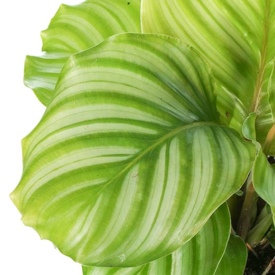 Gardenersdream - Calathea Orbifolia Plante Paon | Plante D'Intérieur En Pot Pour La Maison Ou Le Bureau - GardenersDream - Image 2