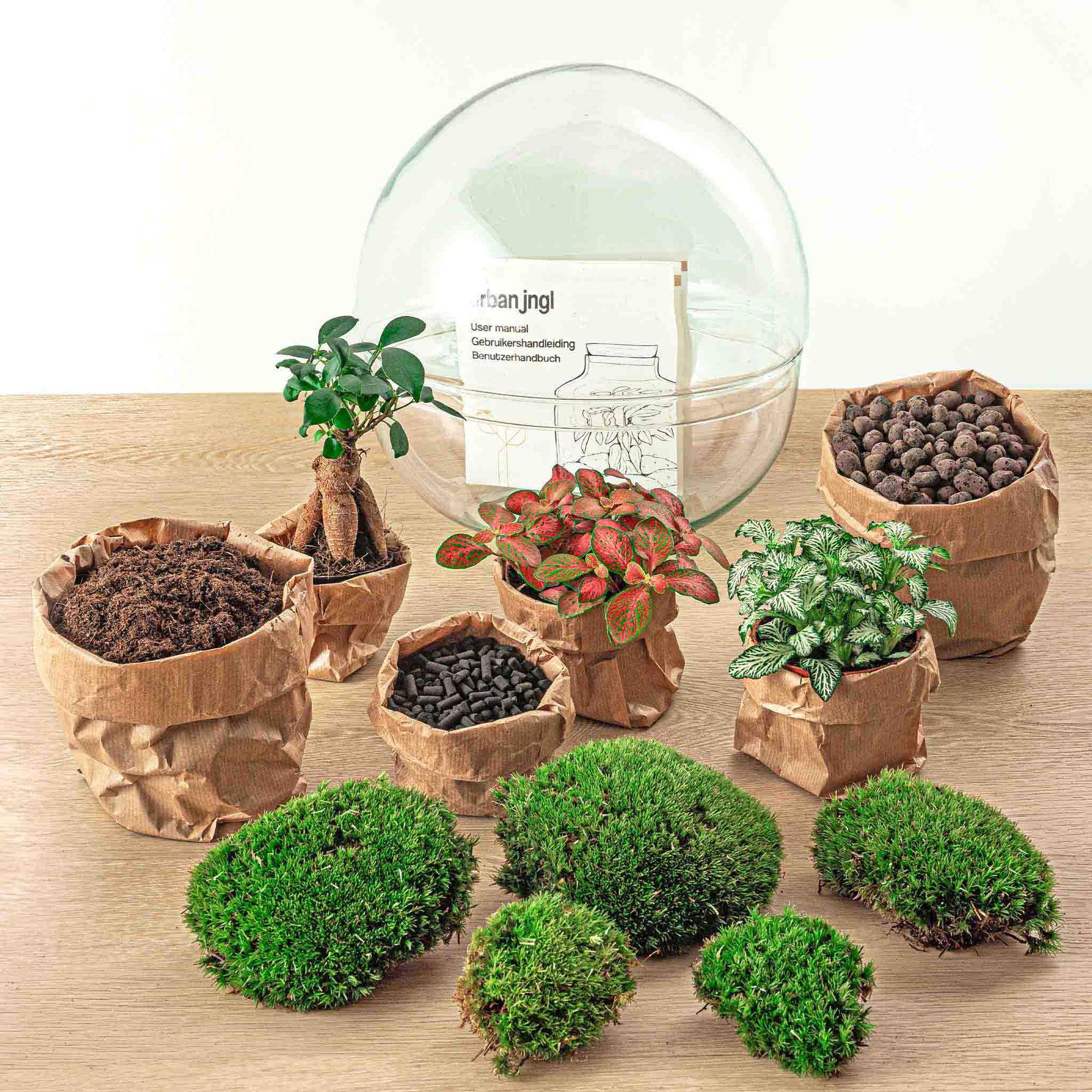 Kit Terrarium Diy - D30 H30cm - Image 4