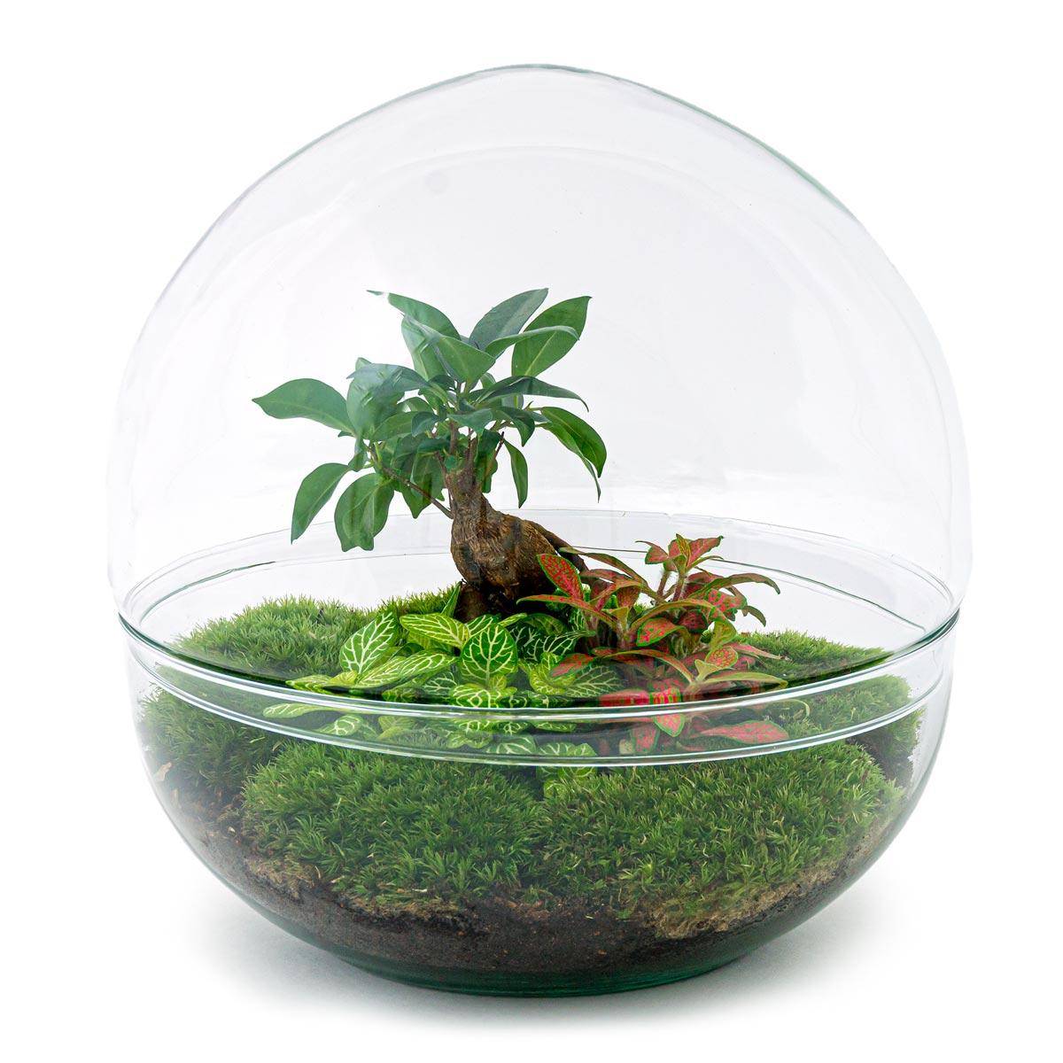 Kit Terrarium Diy - D30 H30cm - Image 2