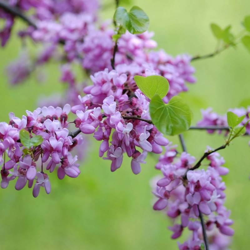 Cercis du Canada, Arbre de Judée, Gainier du Canada à fleurs Rose - feuillage Caduc - Pot de 20L - 200/250 cm-  hauteur à maturité De 3,00 m à 5,00 m - Imagen 5