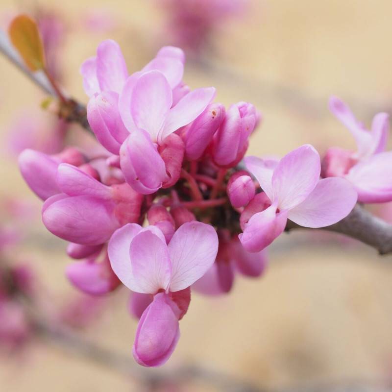Cercis du Canada, Arbre de Judée, Gainier du Canada à fleurs Rose - feuillage Caduc - Pot de 20L - 200/250 cm-  hauteur à maturité De 3,00 m à 5,00 m - Imagen 1