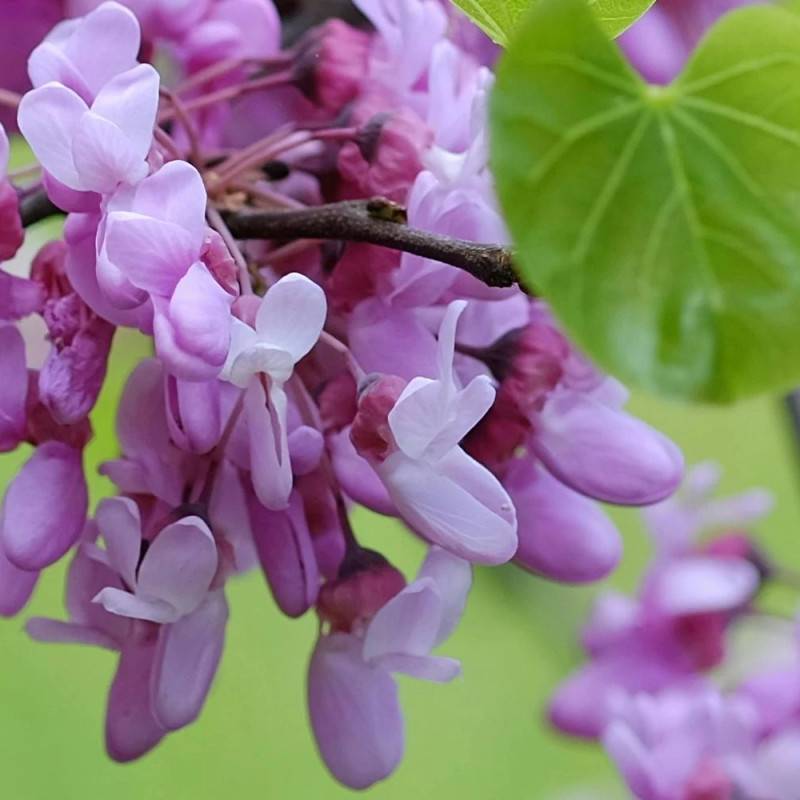 Cercis du Canada, Arbre de Judée, Gainier du Canada à fleurs Rose - feuillage Caduc - Pot de 20L - 200/250 cm-  hauteur à maturité De 3,00 m à 5,00 m - Imagen 4