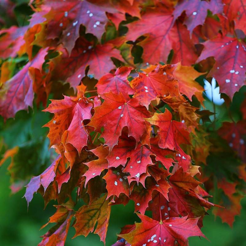 Érable rouge Fairview Flame, Acer rubrum à fleurs Rouge/Vert - feuillage Caduc - Pot de 15L - Tige 8/10 - Haut. 150/175 cm - Imagen 1