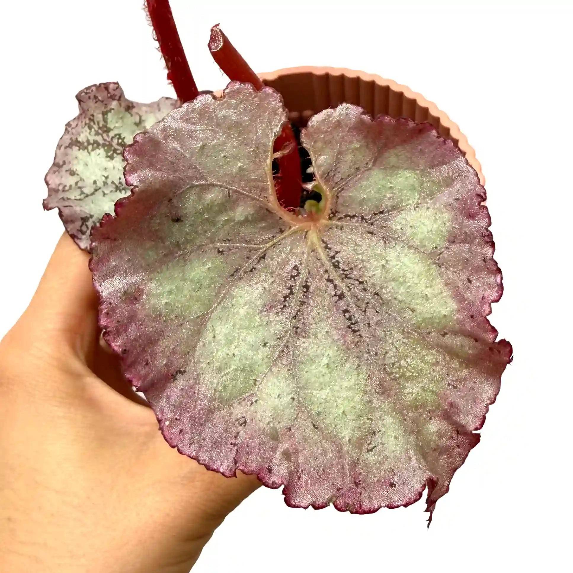 Begonia 'Pink Panther' - Pot de 8cm - Plantes d'intérieur