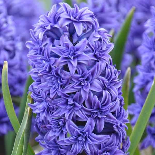 Promesse de Fleurs - Jacinthe double Crystal Palace Bulbe calibre 15/16 (par 5)