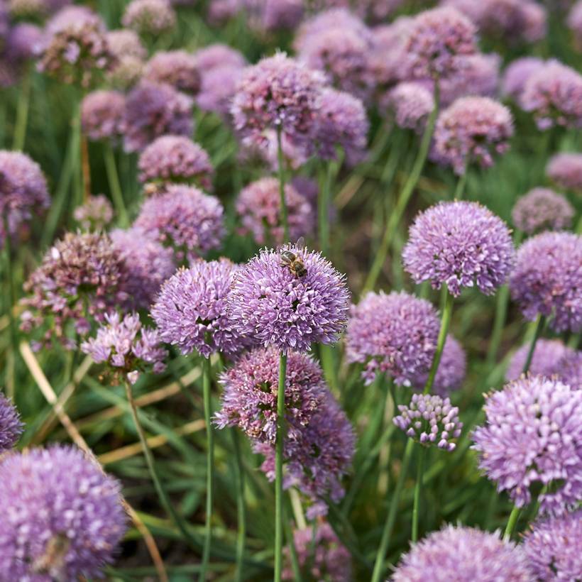 Ail d'ornement - Allium senescens Avatar Godet de 7/8 cm calibre I