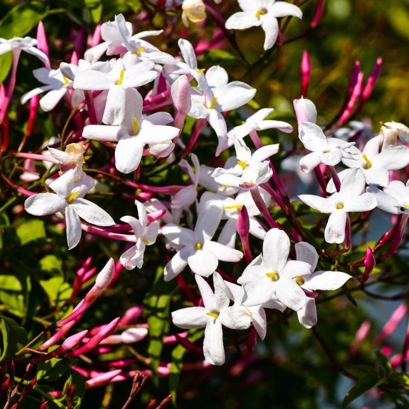 Jasmin blanc printemps à fleurs Rose - feuillage Persistant - Godet - 5/20 cm- hauteur à maturité De 3,00 m à 5,00 m - Image 7