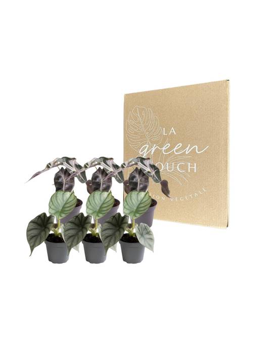 Alocasia - Lot de 6 plantes - Coffret cadeau 15cm - Plante d'intérieur- La Green Touch - Image 2