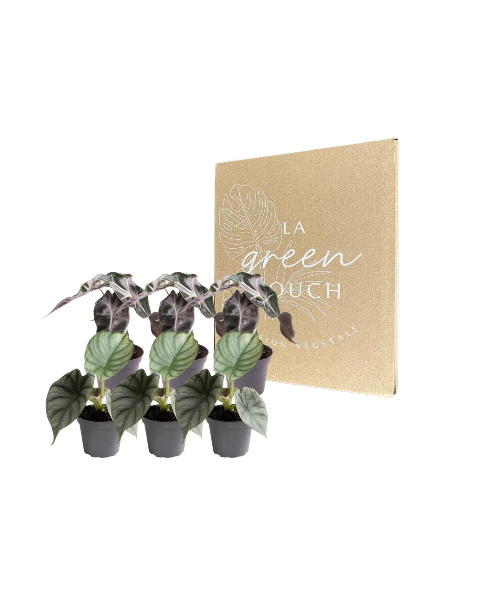 Alocasia - Lot de 6 plantes - Coffret cadeau 15cm - Plante d'intérieur- La Green Touch - Image 2