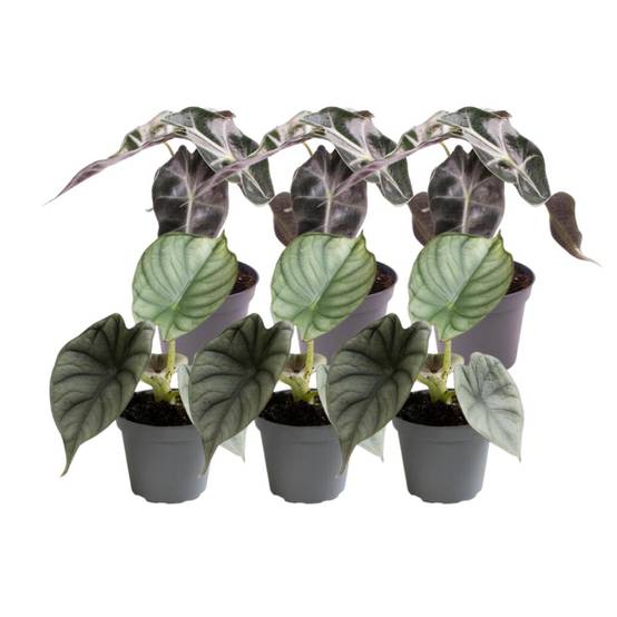 Alocasia - Lot de 6 plantes - Coffret cadeau 15cm - Plante d'intérieur- La Green Touch - Image 3