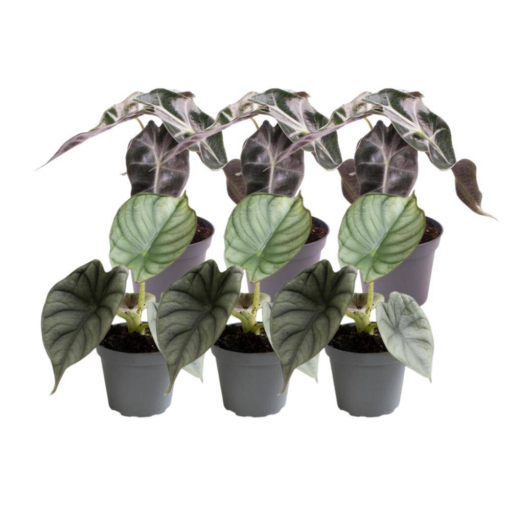 Alocasia - Lot de 6 plantes - Coffret cadeau 15cm - Plante d'intérieur- La Green Touch - Image 3