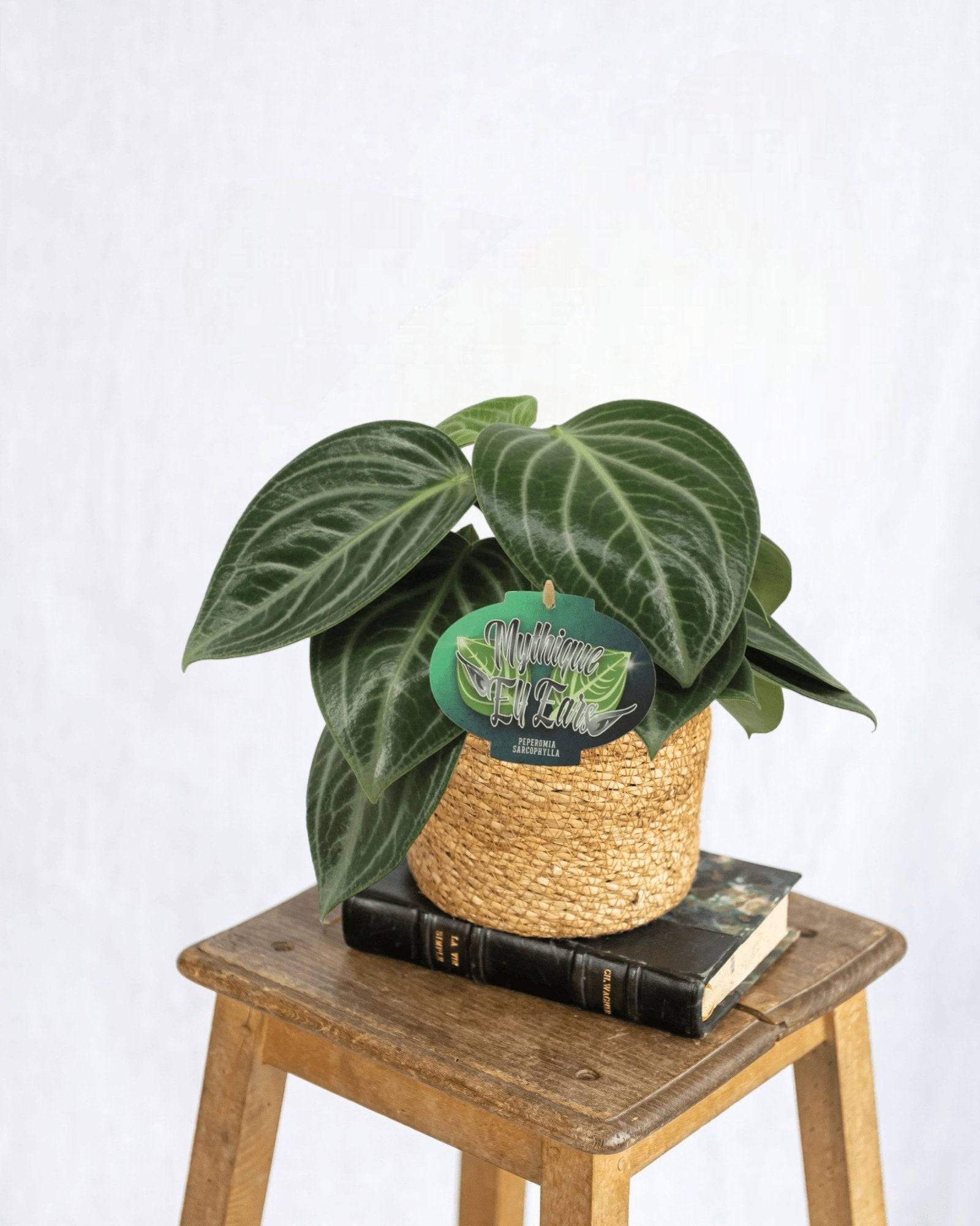 La Green Touch - Peperomia Sarcophylla - D15 H25cm