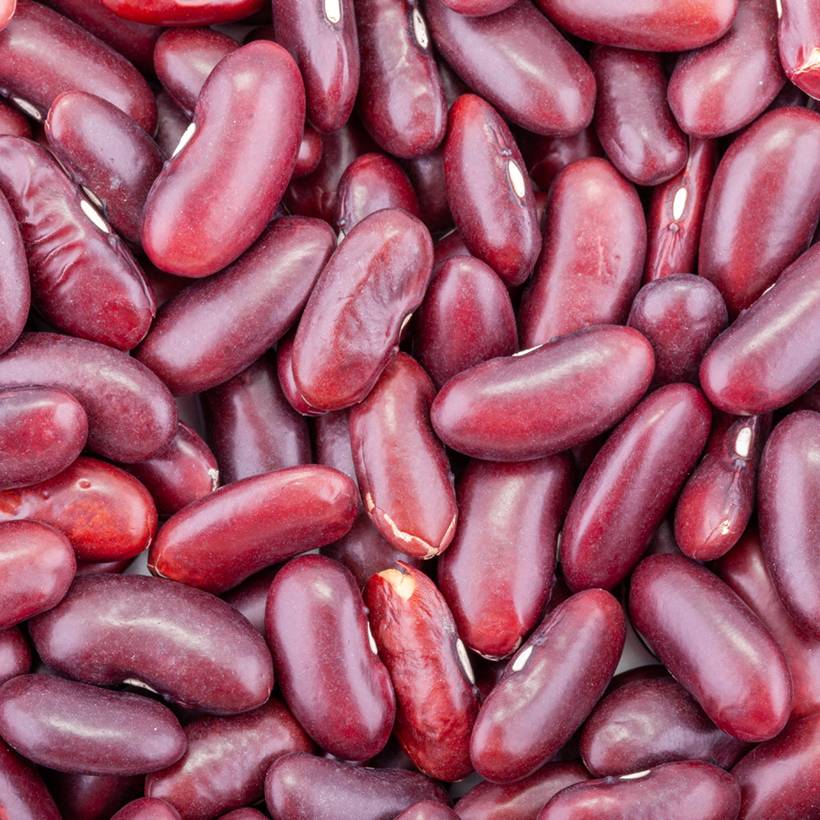 Haricot nain à écosser rouge Canadian Wonder le sachet de 150 graines environ (90g)