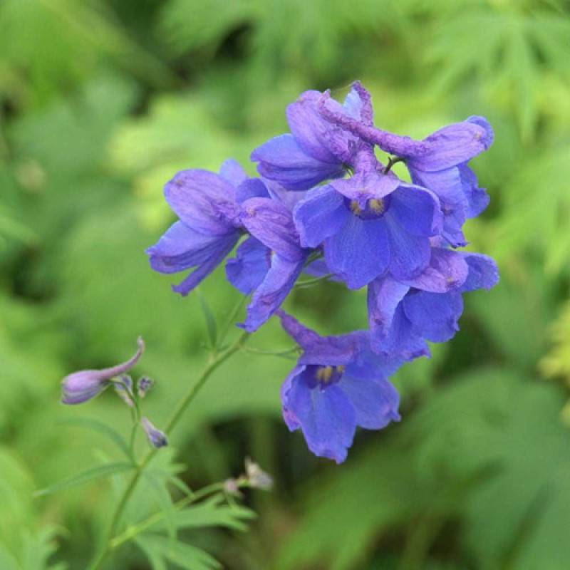 Pied-d'alouette Bellamosum, Delphinium à fleurs Bleue/ - feuillage Caduc - Godet - 5/20 cm - Imagen 2
