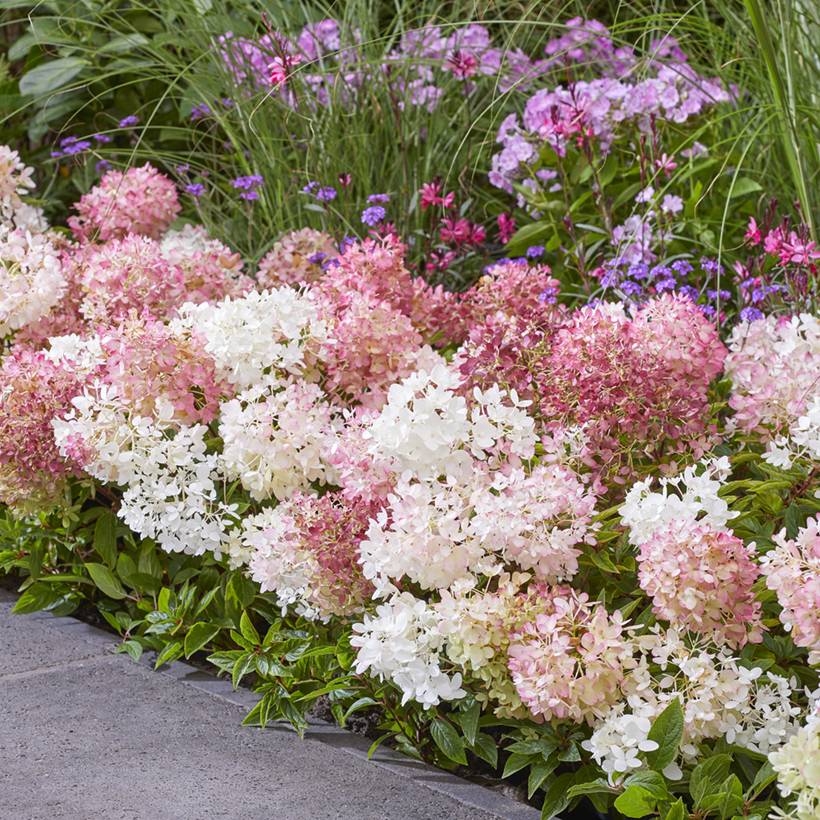 Promesse de Fleurs - Hydrangea paniculata Groundbreaker Blush - Hortensia paniculé nain Pot de 1L/1,5L