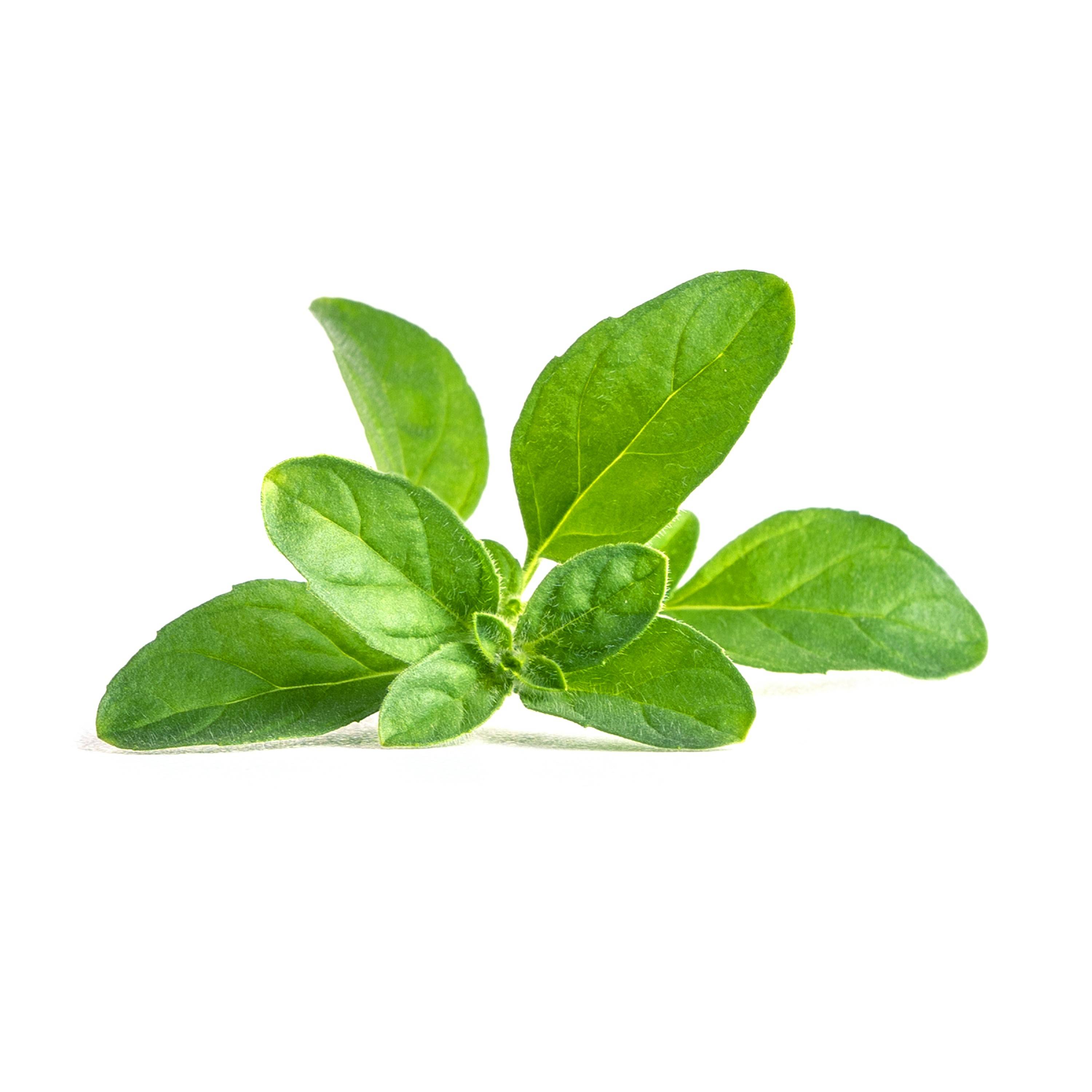 Veritable - Lingot Menthe pouliot - Recharge prête à l'emploi - Véritable - Imagen 2