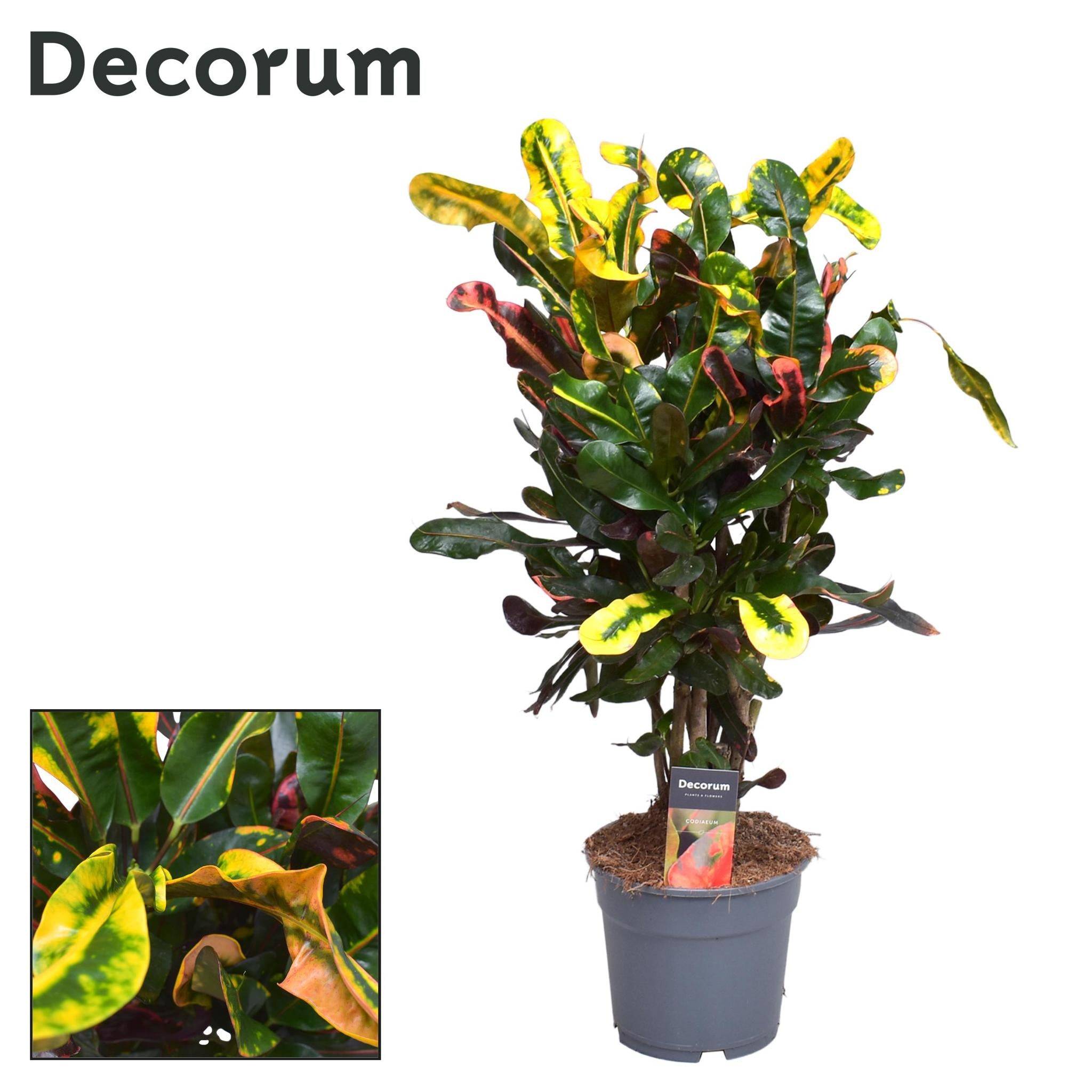 Croton Mammi - D17 H60cm