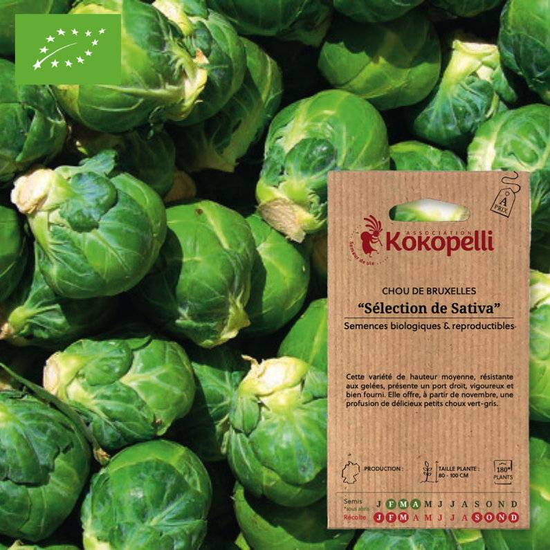Association Kokopelli - Chou de Bruxelles Sélection de Sativa- Graines bio à semer