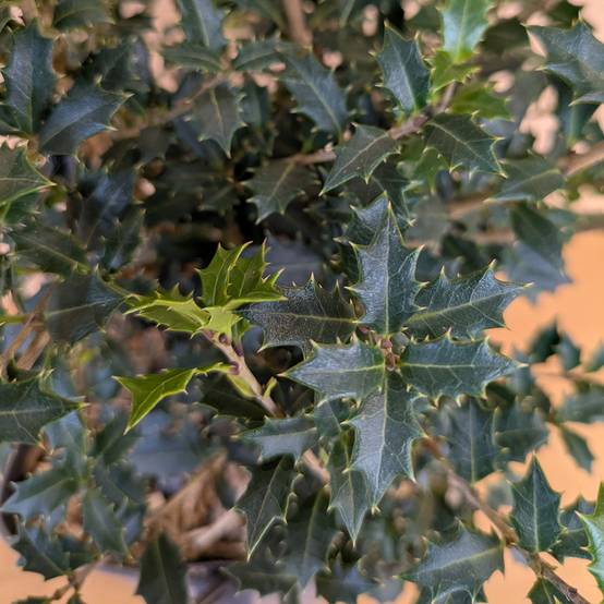 Promesse de Fleurs - Osmanthus heterophyllus Perfumed Princess - Osmanthe Pot de 4L/5L