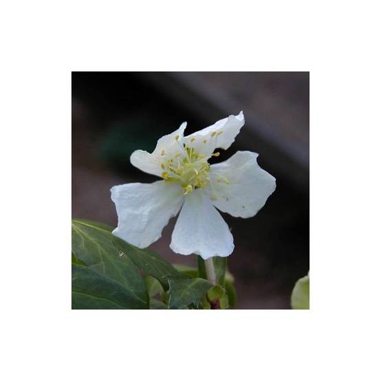 Rose de noël à fleurs Blanche - feuillage Persistant - Godet - 5/20 cm- hauteur à maturité De 0,15 m à 0,50 m
