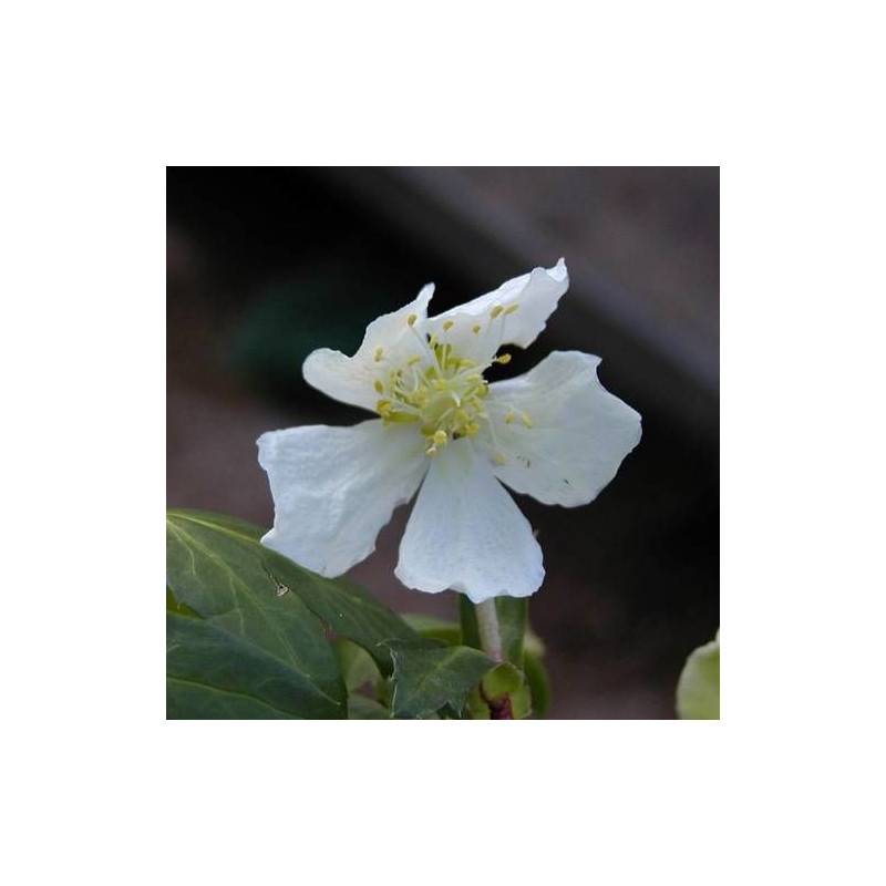 Rose de noël à fleurs Blanche - feuillage Persistant - Godet - 5/20 cm-  hauteur à maturité De 0,15 m à 0,50 m