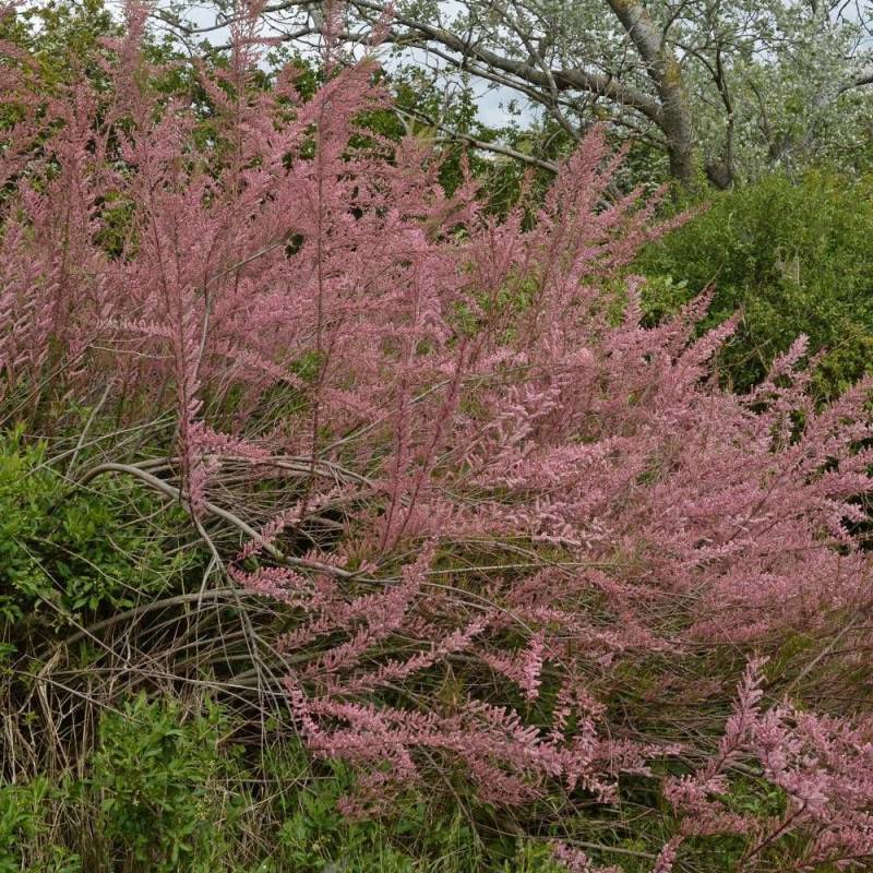 Tamaris d'été ramosissima Rubra à fleurs Rose/Rouge - feuillage Caduc - Pot de 7,5L - 60/80 cm
