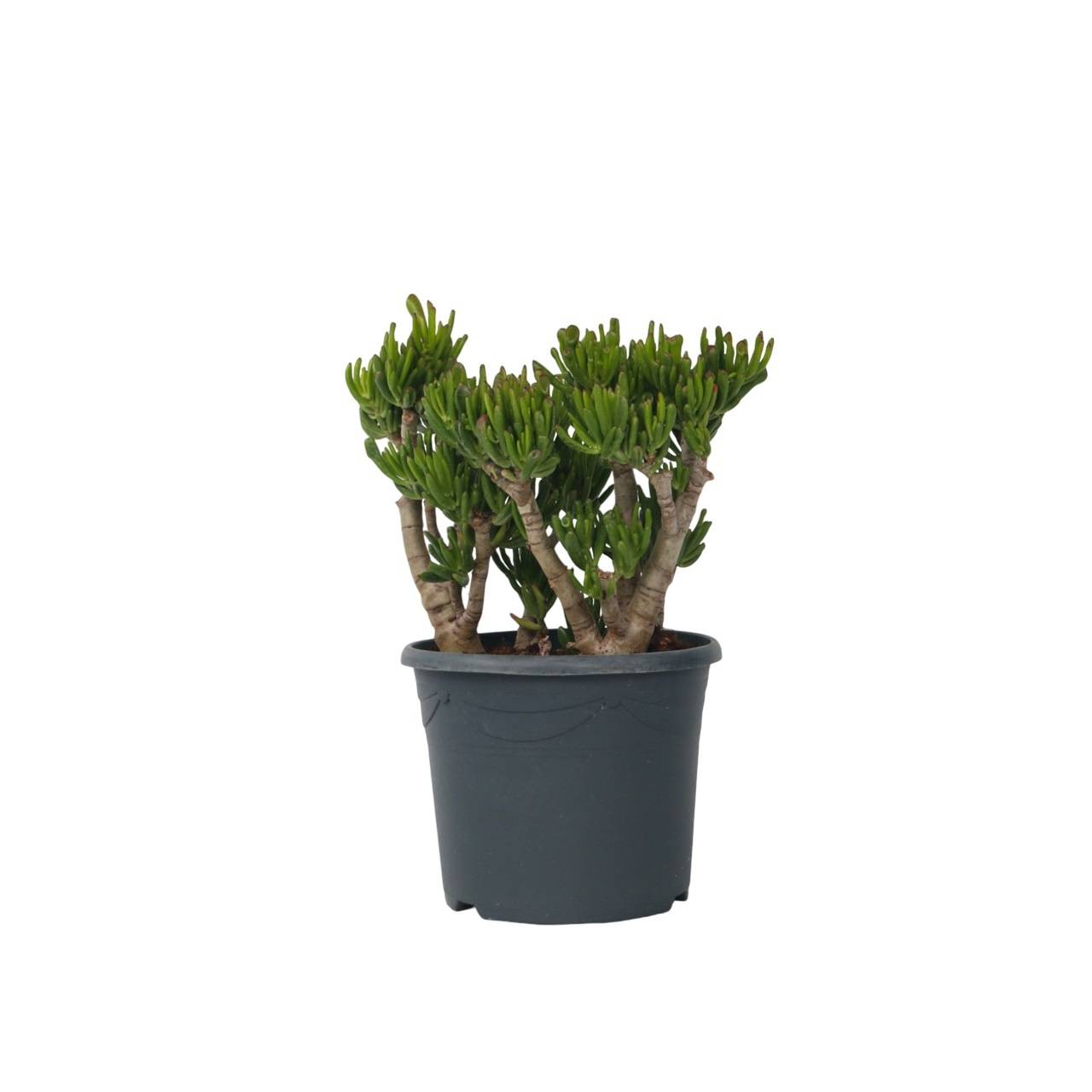 Arbre de jade - Crassula ovata 'Hobbit' - Hauteur 55-60cm - ⌀30cm - Image 1