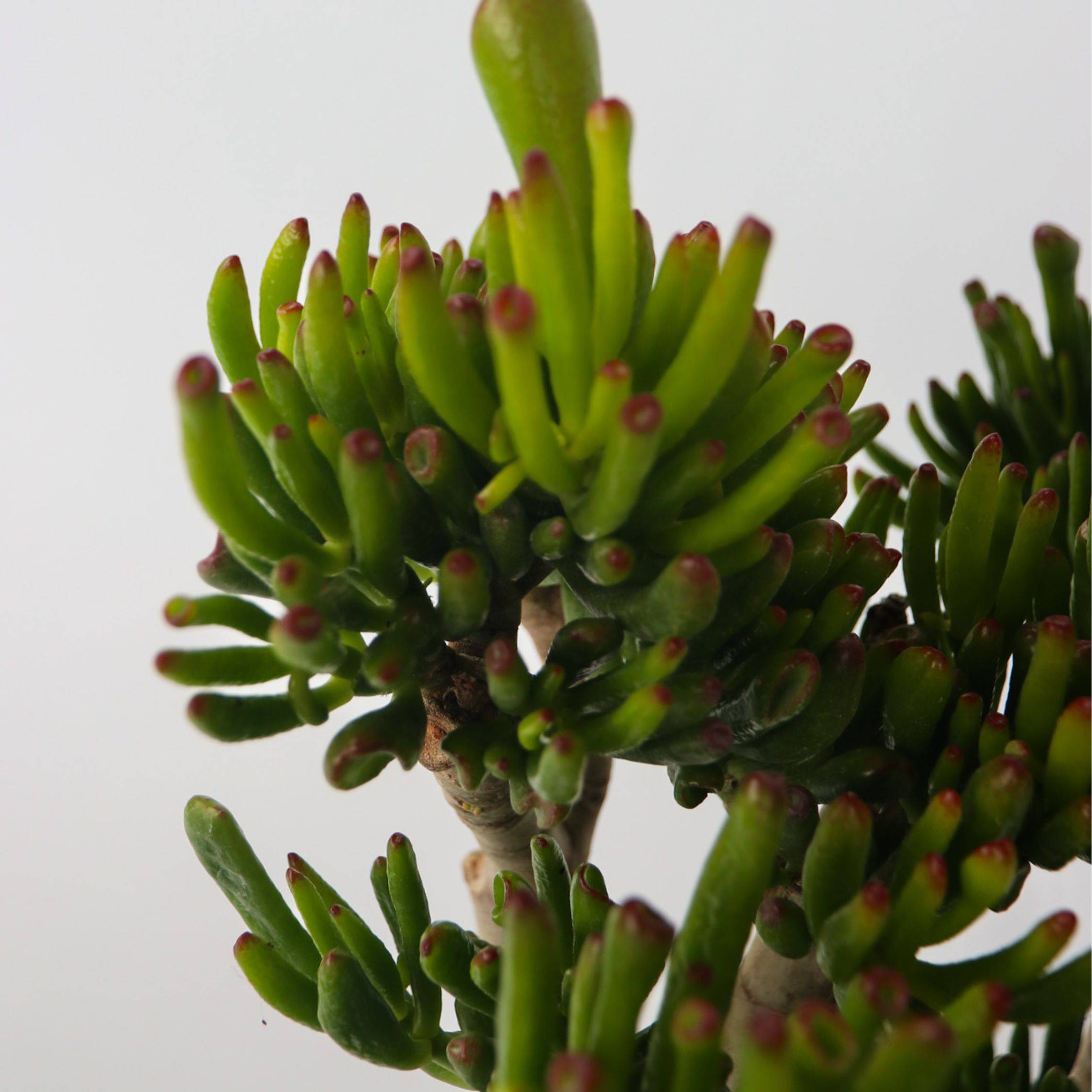 Arbre de jade - Crassula ovata 'Hobbit' - Hauteur 55-60cm - ⌀30cm - Image 3