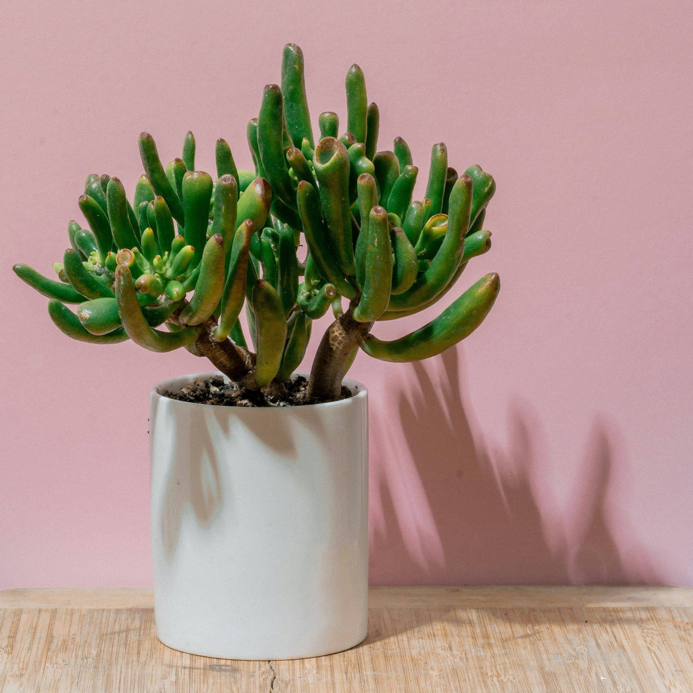 Arbre de jade - Crassula ovata 'Hobbit' - Hauteur 55-60cm - ⌀30cm - Image 2