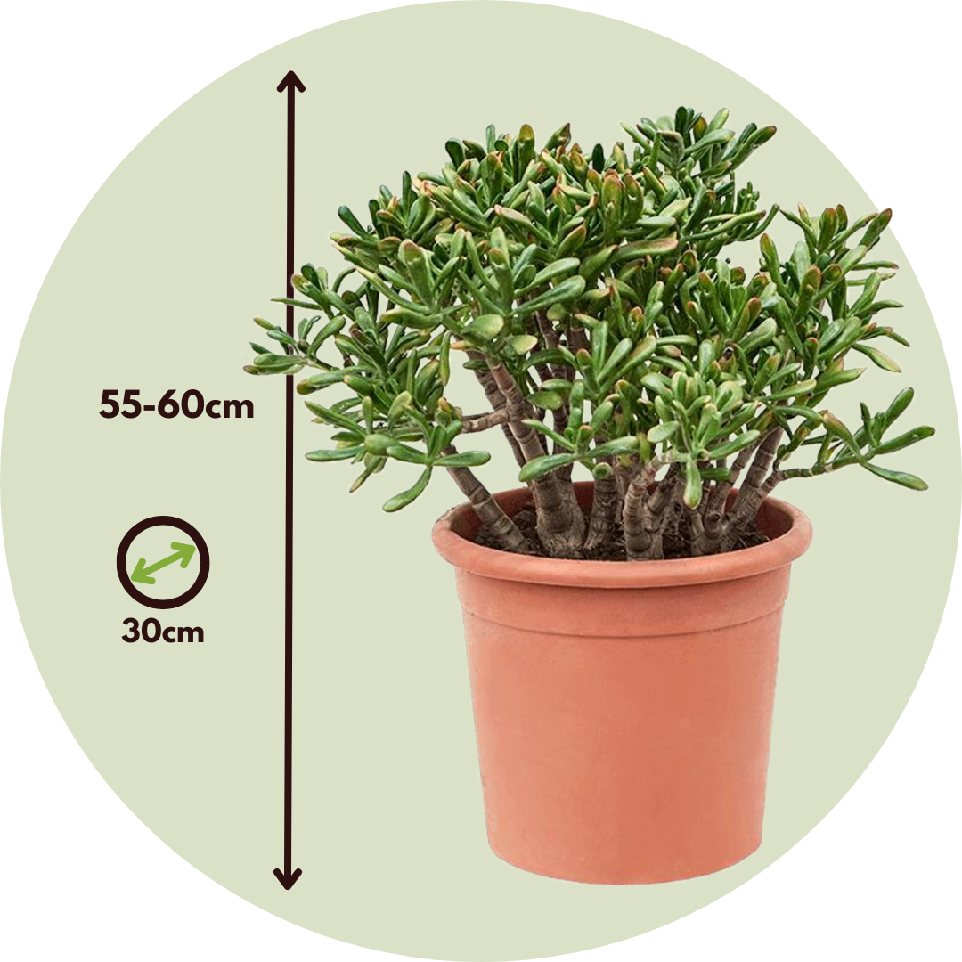 Arbre de jade - Crassula ovata 'Hobbit' - Hauteur 55-60cm - ⌀30cm - Image 4