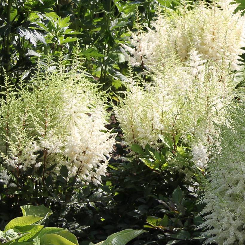 Astilbe arendsii Ellie Pot de 2L/3L