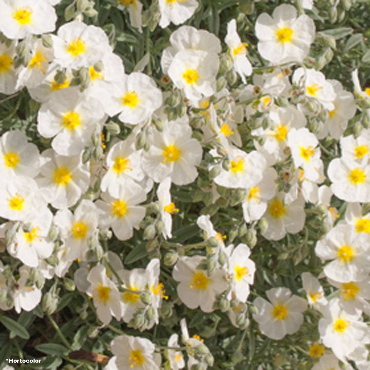 Helianthemum The Bride - Hélianthème blanc et or  Godet de 8/9 cm