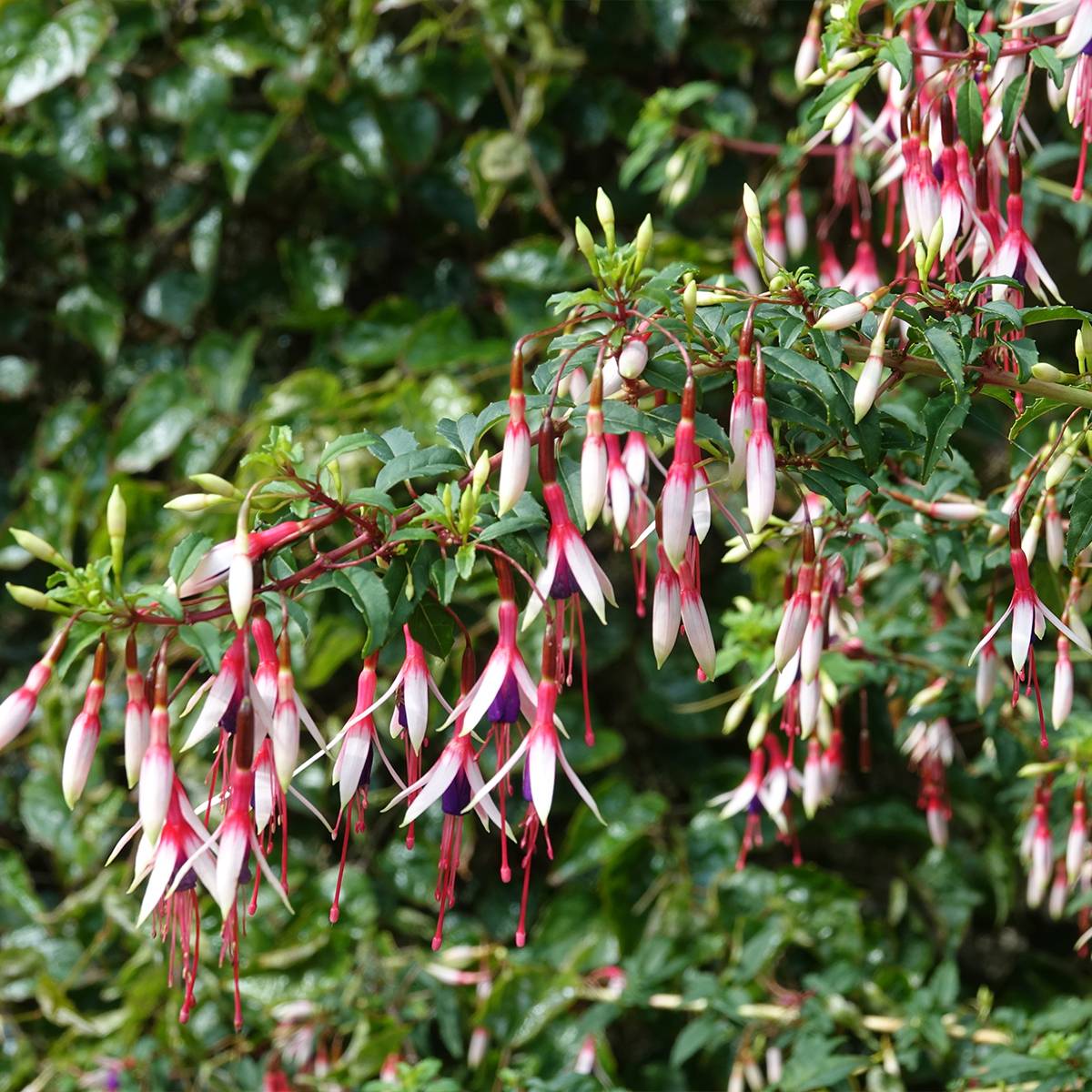 Fuchsia magellanica Arauco Pot de 1,5L/2L - Image 1