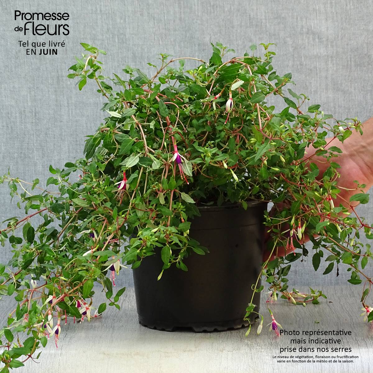 Fuchsia magellanica Arauco Pot de 1,5L/2L - Image 2