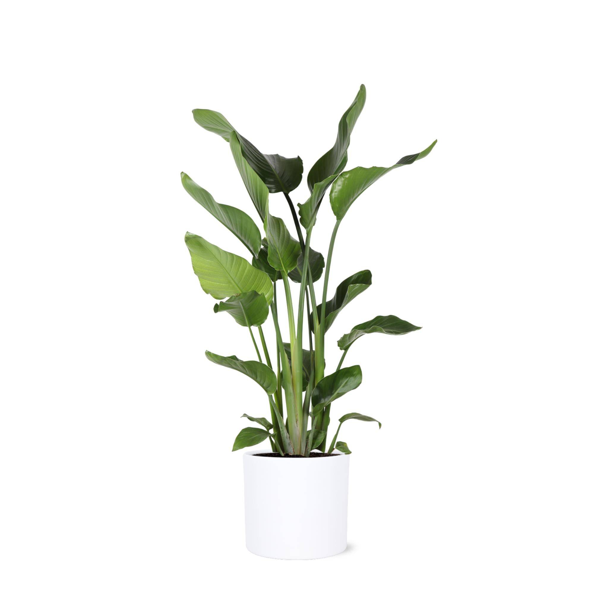 Strelitzia Nicolai et son pot- La Green Touch Relief Blanc - Hauteur 120cm