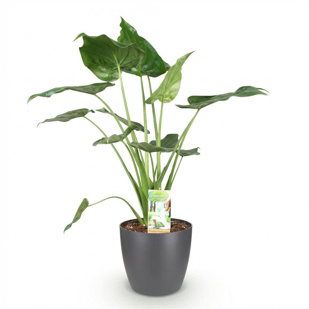 La Green Touch - Alocasia Cucullata - H65cm - Image 4