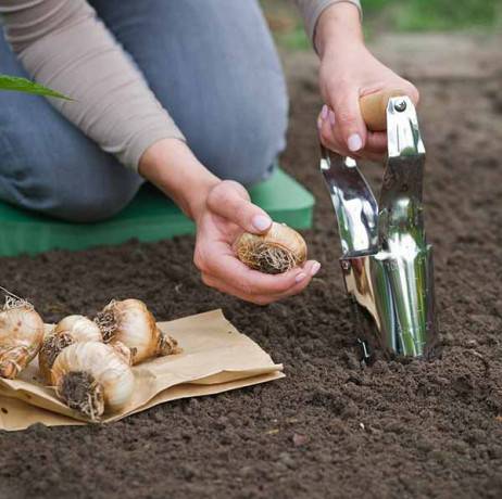 Plantoir à bulbes - Image 2