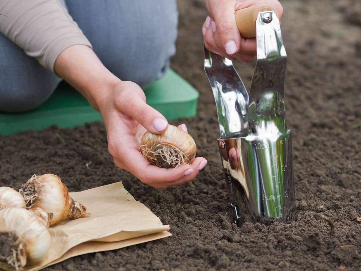 Plantoir à bulbes - Image 5
