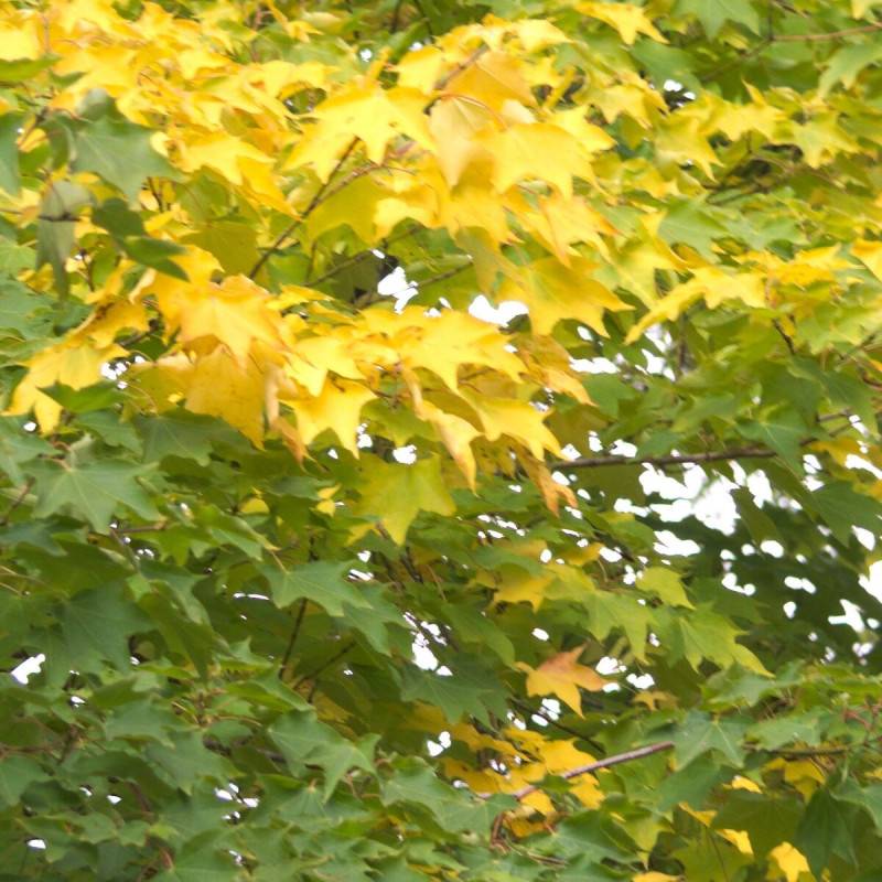 Érable de Cappadoce Aureum, Acer cappadocicum - Godet - 5/20 cm - Imagen 1
