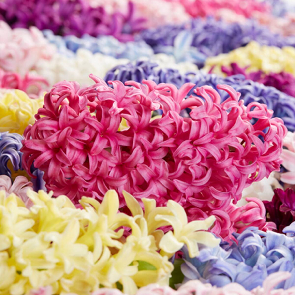 Mélange de 10 - Jacinthe - Jacinthe - Mélange de Couleurs - Bulbes à Fleurs - Floraison Printemps - Image 5