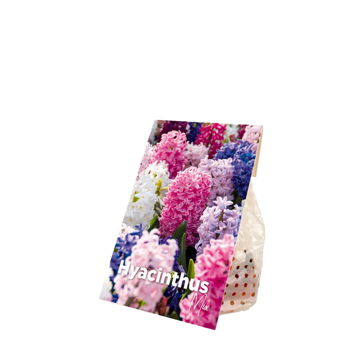 Mélange de 10 - Jacinthe - Jacinthe - Mélange de Couleurs - Bulbes à Fleurs - Floraison Printemps - Image 2