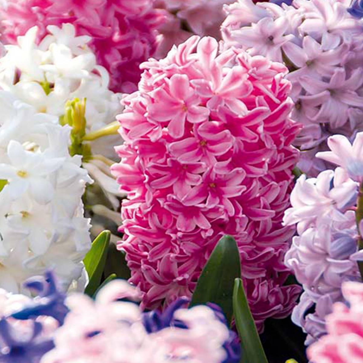 Mélange de 10 - Jacinthe - Jacinthe - Mélange de Couleurs - Bulbes à Fleurs - Floraison Printemps - Image 1
